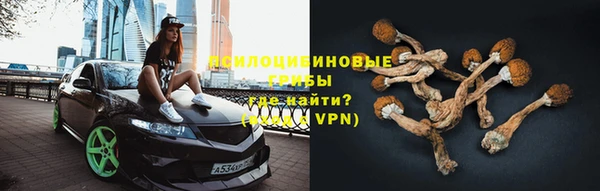 стаф Алзамай
